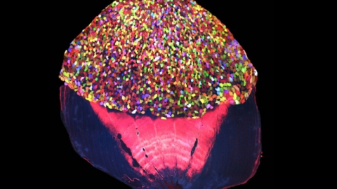 Transgenic zebrafish forms technicolour 'skinbow'