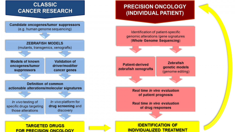 Fishing for cures: The alLURE of using zebrafish to develop precision oncology therapies