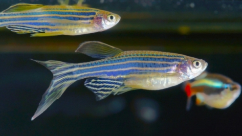 BPA Chemical Affects Brain Development in Zebrafish