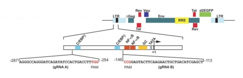 Elimination of HIV-1 Genomes from Human T-lymphoid Cells by CRISPR/Cas9 Gene Editing