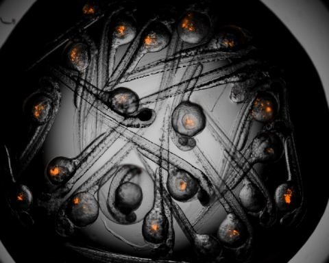 Xenotransplantation area