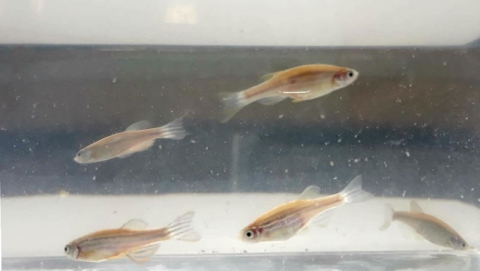 Zebrafish adults exposed during the symposium of SCA36.